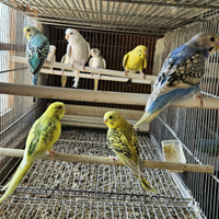 Pappagallini Cocorite