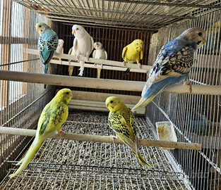 Pappagallini Cocorite