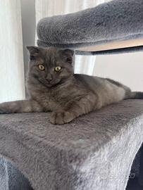 Gattina femmina Scottish Fold