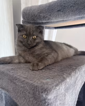 Gattina femmina Scottish Fold