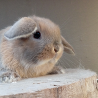 Coniglietti nani conigli ariete