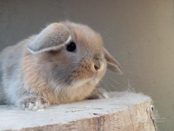 Coniglietti nani conigli ariete