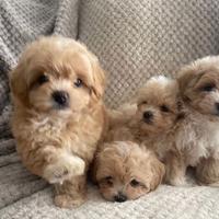 Cucciolata Maltipoo Maschi E Femmine