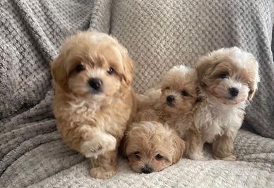 Cucciolata Maltipoo Maschi E Femmine
