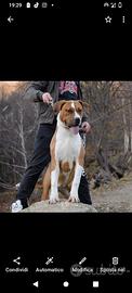 American Bully xl per monte