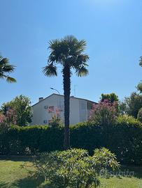 Palme cinesi di Chusan