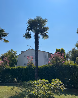 Palme cinesi di Chusan