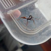 Insetto stecco foglia secca extatosoma tiaratum