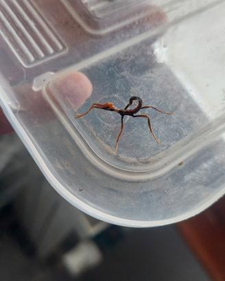Insetti stecco foglia secca extatosoma tiaratum