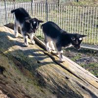 Mini goat capre nane toy