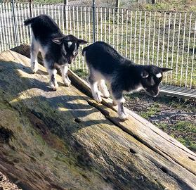 Mini goat capre nane toy