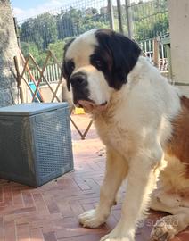 Vendita San Bernardo