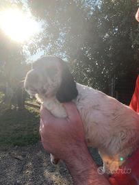 Cucciola setter inglese per soli intenditori