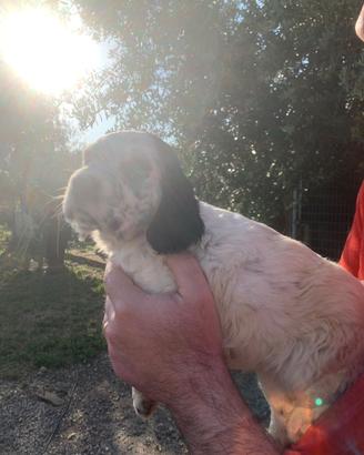 Cucciola setter inglese per soli intenditori
