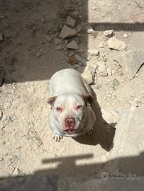 Cucciola di pitbull red-nose