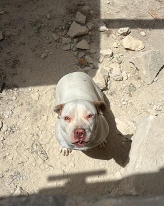 Cucciola di pitbull red-nose