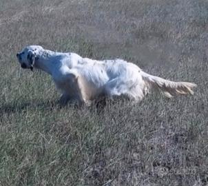 Setter inglese