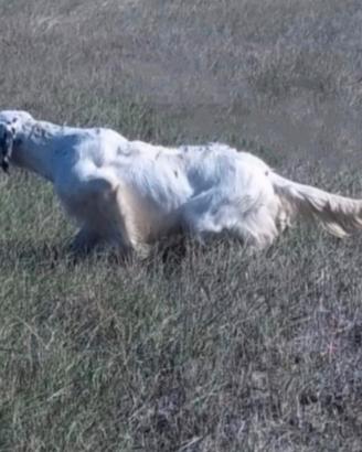 Setter inglese