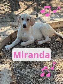 Miranda