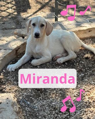 Miranda