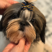 Shih tzu