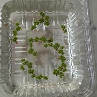 pianta galleggiante Azolla Caroliniana 