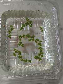 pianta galleggiante Azolla Caroliniana 