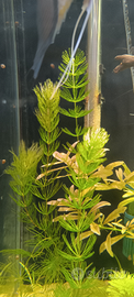 Piante per acquario