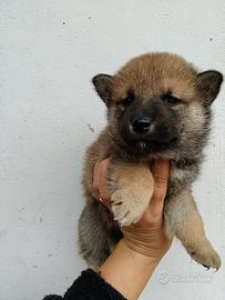 Maschi e femmine Shiba con pedigree disponibili