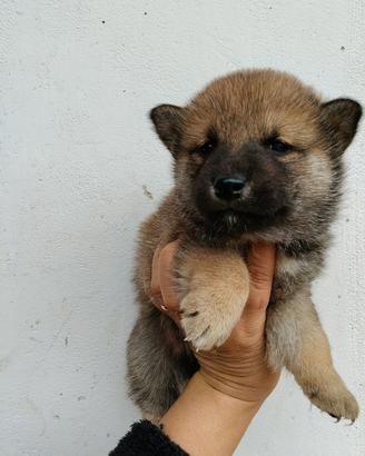 Maschi e femmine Shiba con pedigree disponibili