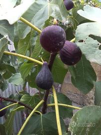 Fico nero piantini