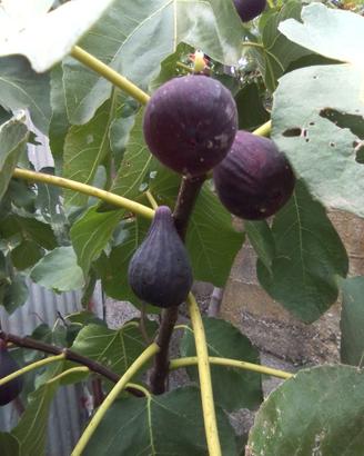 Fico nero piantini