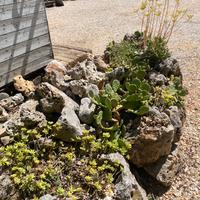 Roccia piante grasse