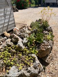 Roccia piante grasse