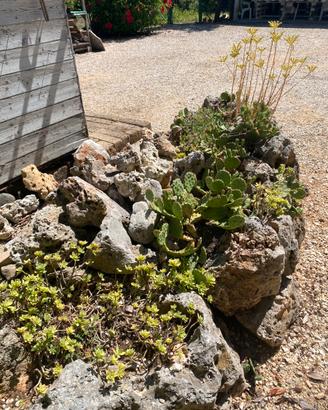 Roccia piante grasse