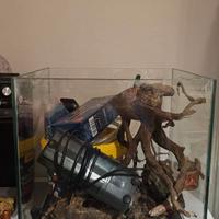 Acquario