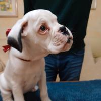 Cucciolo boxer bianco disponibile