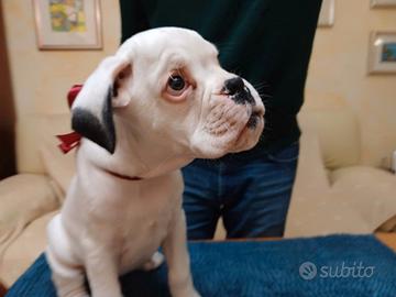 Cucciolo boxer bianco disponibile