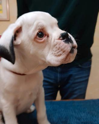 Cucciolo boxer bianco disponibile