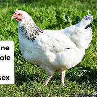 Galline ovaiole tipo sussex 5 mesi