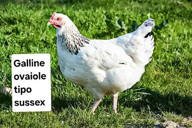 Galline ovaiole tipo sussex 5 mesi