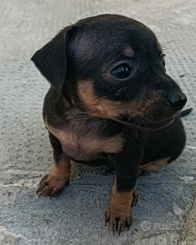 Cuccioli Pincher