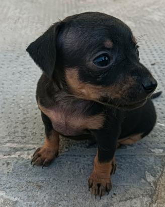 Cuccioli Pincher