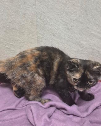Scottish fold e straigt