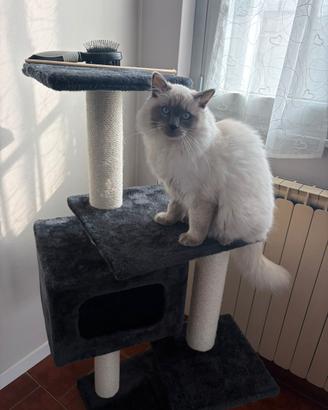 Gatto di razza