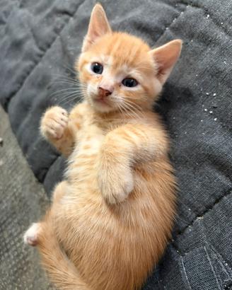 Gattini dolcissimi
