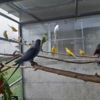 Parrocchetti dal collare