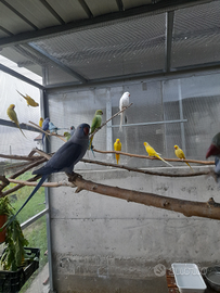 Parrocchetti dal collare