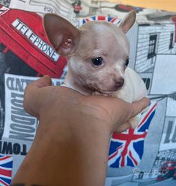 Chihuahua Maschio, occhi azzurri mini