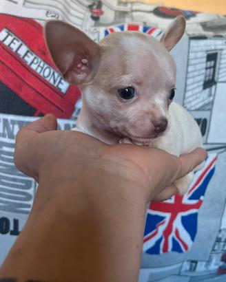 Chihuahua Maschio, occhi azzurri mini